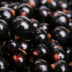 Black Currant Sorbet