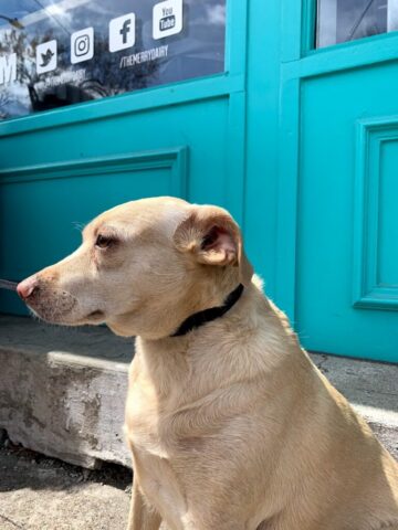 Izzy, the actual owner and part-time wonderdog